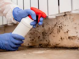 Professional Mold Removal & Remediation in Easton, CA